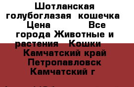 Шотланская голубоглазая  кошечка › Цена ­ 5 000 - Все города Животные и растения » Кошки   . Камчатский край,Петропавловск-Камчатский г.